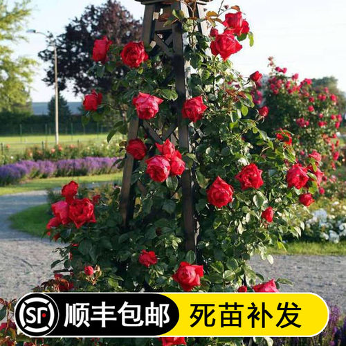 小女孩开花蔷薇阳台盆栽庭院爬藤