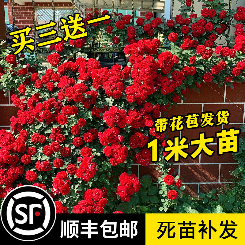 蔷薇花苗藤本月季大花浓香庭院爬藤植物花卉盆栽欧月玫瑰拱门花墙