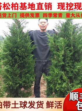 漩砚花卉塔柏松柏树苗苗墓地松