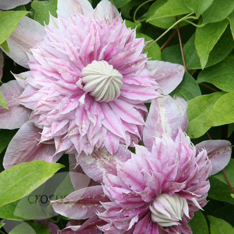 阳台盆栽绿植 约瑟芬 铁线莲花苗 重瓣大花庭院藤本爬藤攀援植物