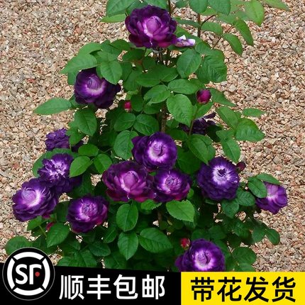 紫色大灌木月季花苗黎塞留主教室外耐阴浓香型四季开玫瑰阳台花卉