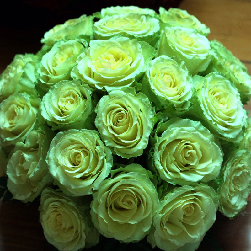 凌波月季花苗盆栽绿植奶油绿色大花玫瑰阳台庭院漩砚花卉欧月新品