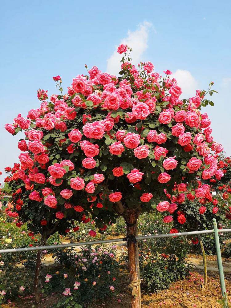 玫瑰花树苗盆栽棒棒糖树状月季花阳台庭院特大花浓香四季花卉植物