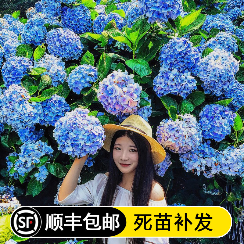 高档花卉绣球花苗盆栽无尽夏阳台庭院别墅花园植物多年生四季耐寒