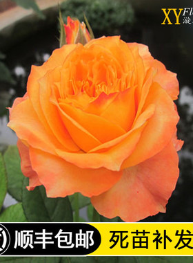 欧月 浪漫橙色月季花大包子灌木切花直立性强勤花易养活庭院阳台