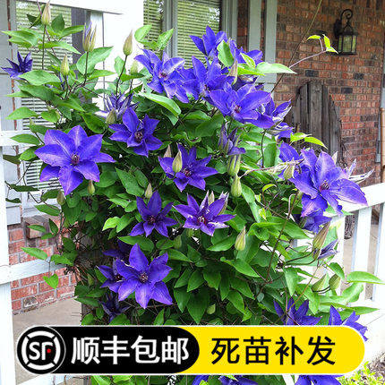 绿植铁线莲重瓣大花爬藤攀援植物