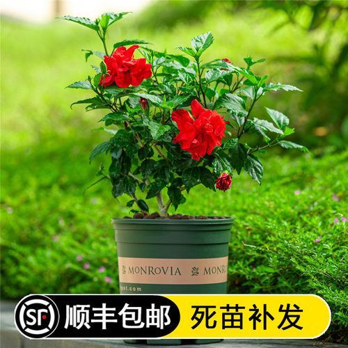 扶桑花盆栽 朱槿牡丹佛桑 观花绿植盆栽 木槿牡丹花四季开花