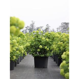 欧洲木绣球小杯苗玫瑰耐寒耐热花园阳台盆栽别墅庭院绿植树乔木苗