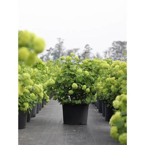 欧洲木绣球小杯苗玫瑰耐寒