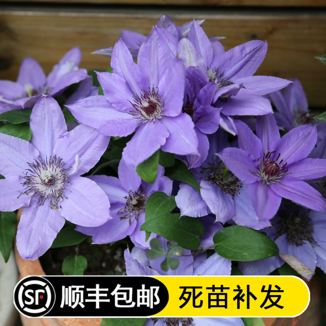 巴黎风情铁线莲爬藤藤本皇后大花丰花花苗花卉绿植阳台庭院大中小
