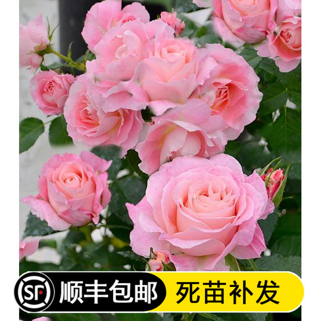 荷兰阳台盆栽微型月季