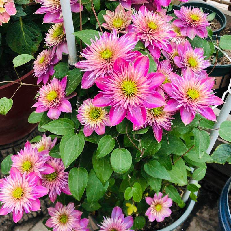 铁线莲花苗爬藤植物盆栽乌托邦银币重瓣大花阳台庭院四季攀援花卉