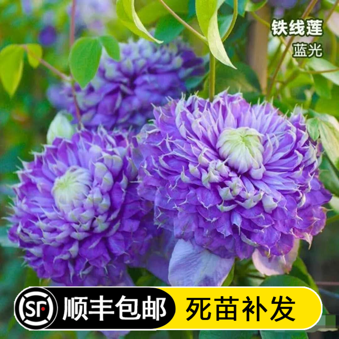 大花重瓣种根蓝光开花爆满铁线莲