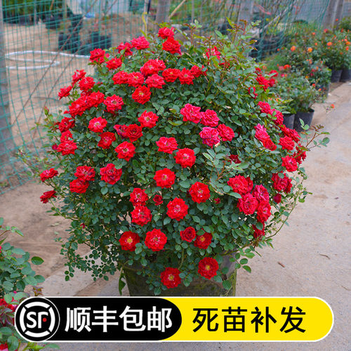 月季小女孩楼顶藤本植物玫瑰花苗