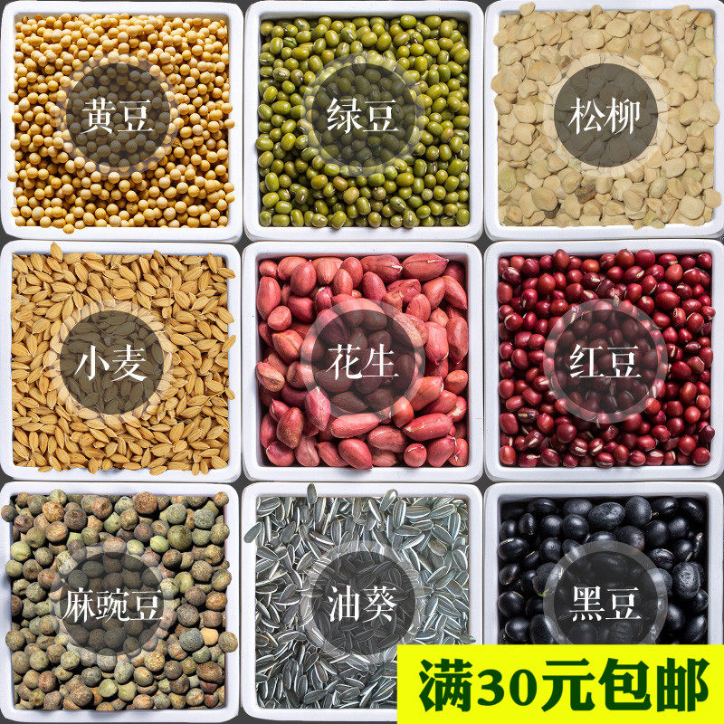 生态豆种无农药化肥能生豆芽的豆油葵黑豆绿豆花生黄豆发豆芽专用