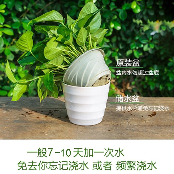 绿萝花盆仿瓷懒人自动吸水盆加厚花盆