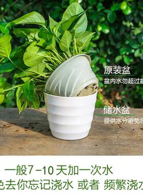 绿萝花盆仿瓷懒人自动吸水盆加厚简约塑料花盆家庭园艺盆栽储水盆