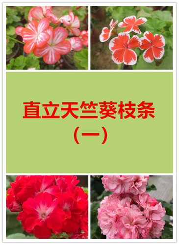 美丽天竺枝条葵直立天竺葵