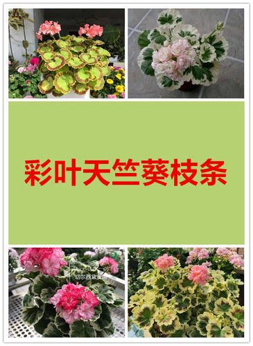 【多美丽花卉】彩叶天竺葵枝条，没有根
