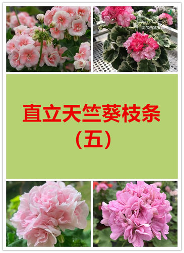 美丽花卉直立天竺葵枝条