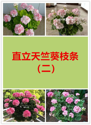 美丽花卉直立天竺葵枝条