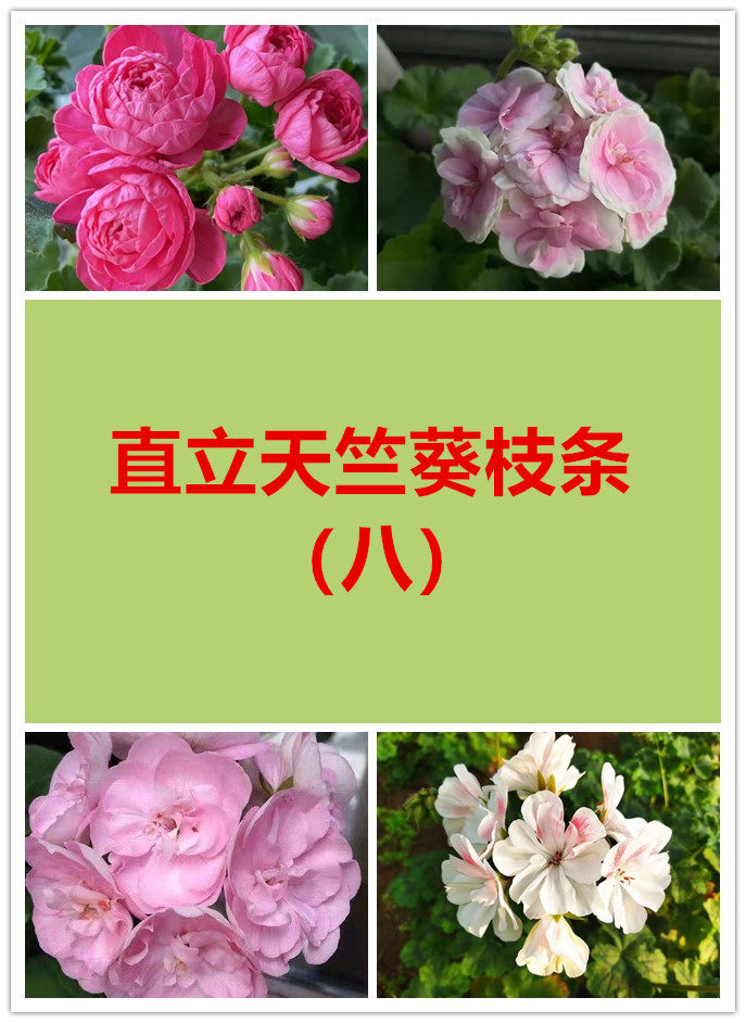 【多美丽花卉】直立天竺葵扦插用枝条，没有根（八）