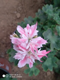 祥云枫叶天竺葵多美丽花卉天竺葵花苗盆栽花卉植物