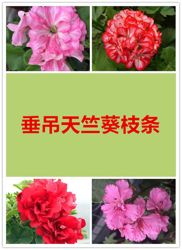 美丽花卉垂吊天竺葵枝条