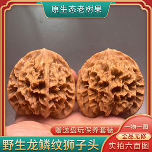 一物一图文玩核桃秦岭野生龙鳞纹狮子头全品无修超大尺寸精品高端