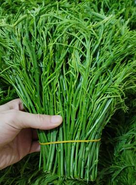 云南德宏新鲜蔬菜臭菜
