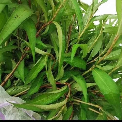 云南特有香料新鲜香柳菜