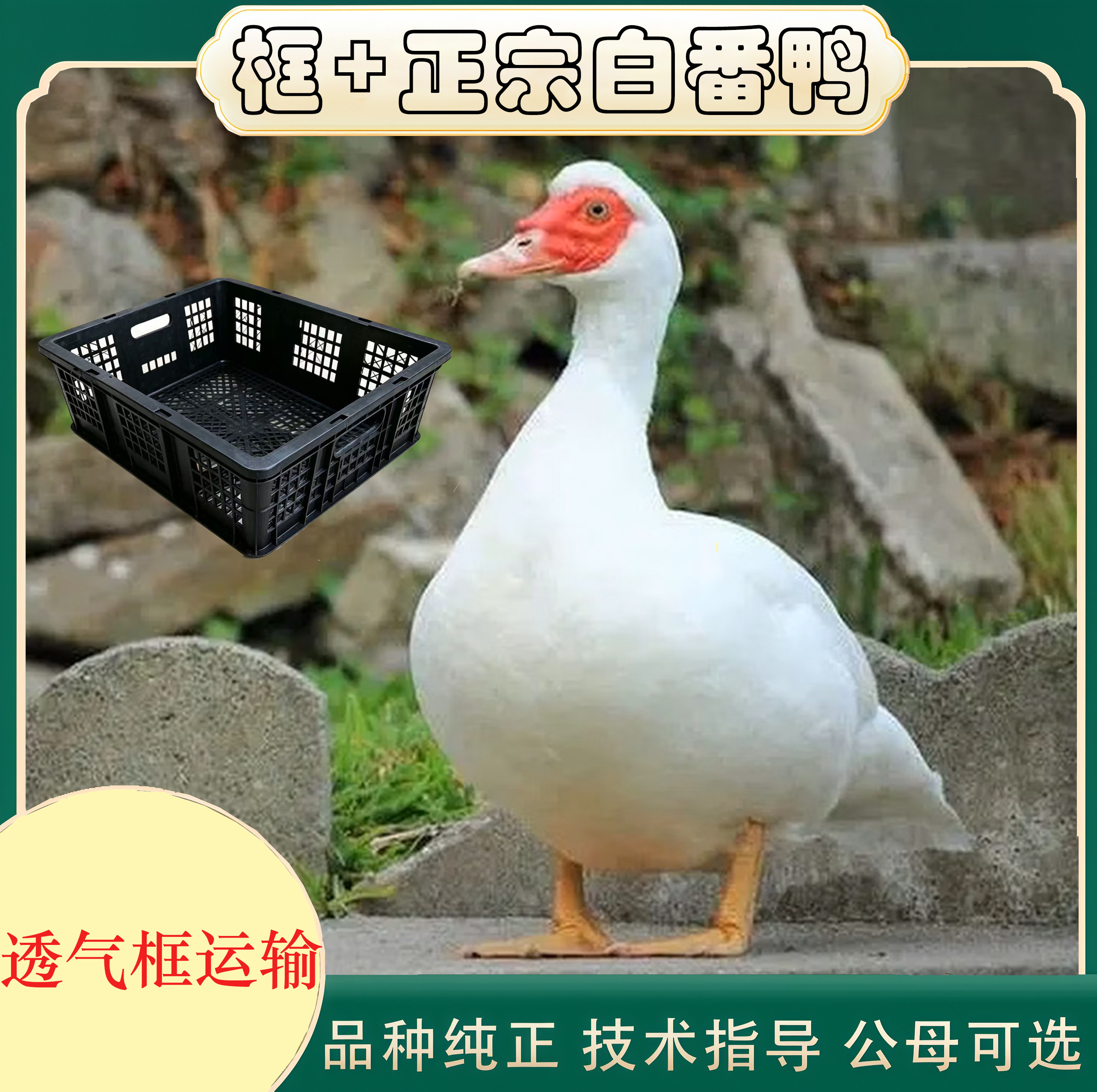 正宗大种一斤白番鸭+透气框 红脸西洋鸭鸳鸯嘴红头鸭活禽运输框
