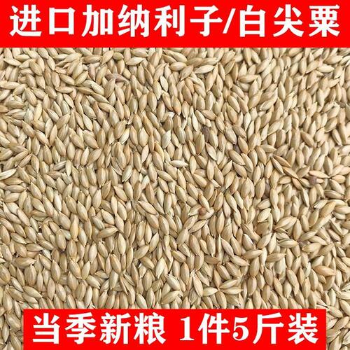 新进口加纳利子白尖粟鹦鹉鸟食草庐籽白燕虎皮牡丹鸟粮营养粮鸽粮