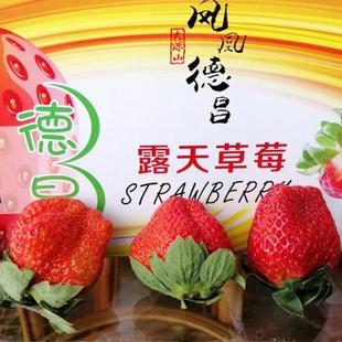 大凉山德昌露天草莓新鲜现摘现发草莓凉山（索玛花开特产店）