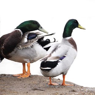 活鸭活发 洪湖绿头鸭湖区农家散养青头鸭会飞活鸭子肉整只新鲜