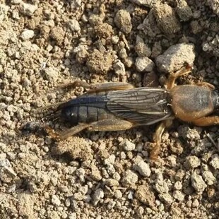 土狗子新鲜活虫蝼蛄活体发货存活率高钓鱼饵宠物鸟类饲料可油炸