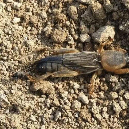 土狗子新鲜活虫蝼蛄活体发货存活率高钓鱼饵宠物鸟类饲料可油炸