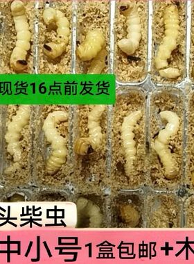 柴虫活体幼虫画眉鸟食松树虫幼虫高蛋白鸟儿提性壮膘专用