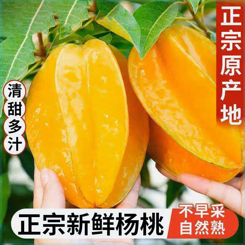 下河杨桃新鲜现摘大果鲜果甜阳桃福建漳州树上熟洋桃水果当季整箱