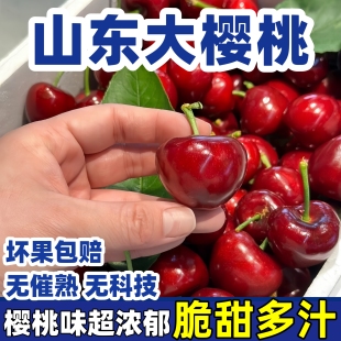 包邮 山东大樱桃美早 3斤车厘子国产露天应季 水果 新鲜孕妇批发 当季