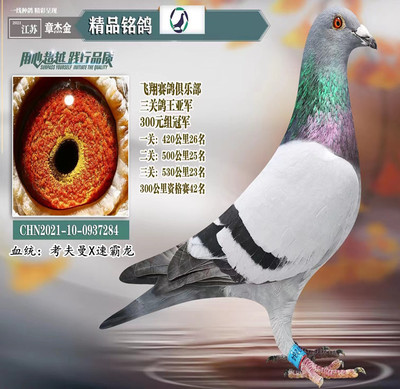 种鸽子信鸽子活体幼鸽特比成绩赛鸽蛋公棚鸽三关鸽王成绩鸽