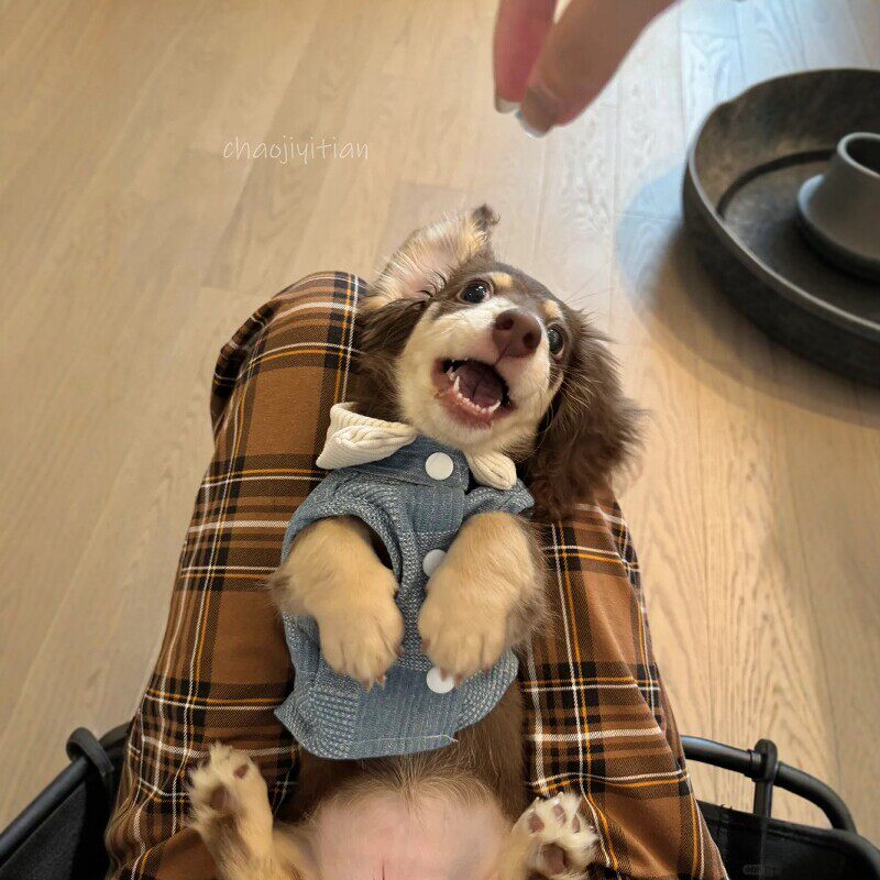 腊肠犬牛仔立领背心狗狗衣服宠物雪纳瑞马尔济斯西施犬英伦风马甲