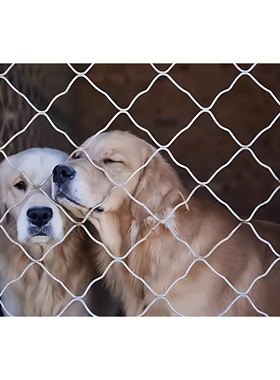 基地狗狗4月份生活专项