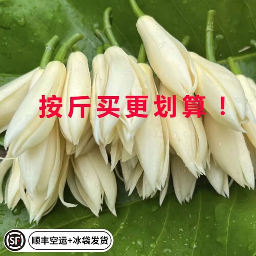 精选白玉兰花鲜花黄角兰花缅桂花白兰花朵纯露当天新鲜摘冷链现发