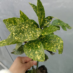 洒金珊瑚花叶东瀛珊瑚耐寒耐阴观叶植物黄叶日本珊瑚树苗