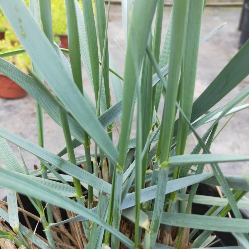 蓝灰色植物蓝冰麦超大盆盆栽花镜地被花园庭院色彩搭配耐寒耐热花