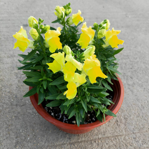 金鱼草趣味盆栽花镜植物耐寒