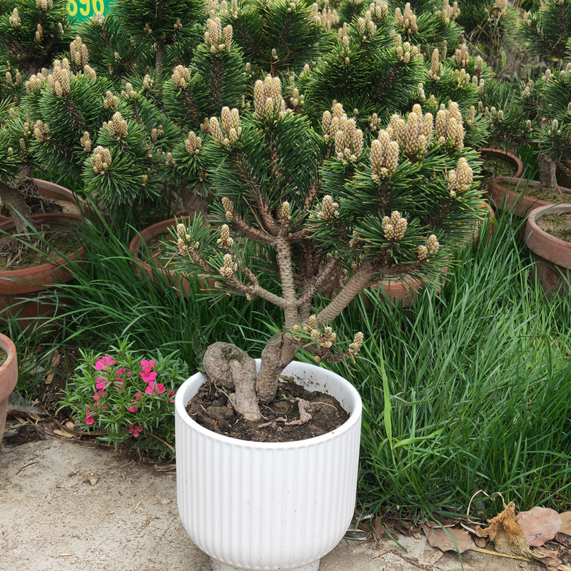 日本原生苗千寿丸盆景老庄盆栽