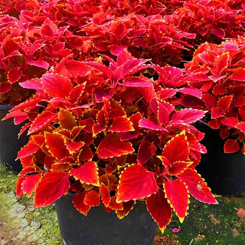 祥瑞金边红色彩叶草花观叶