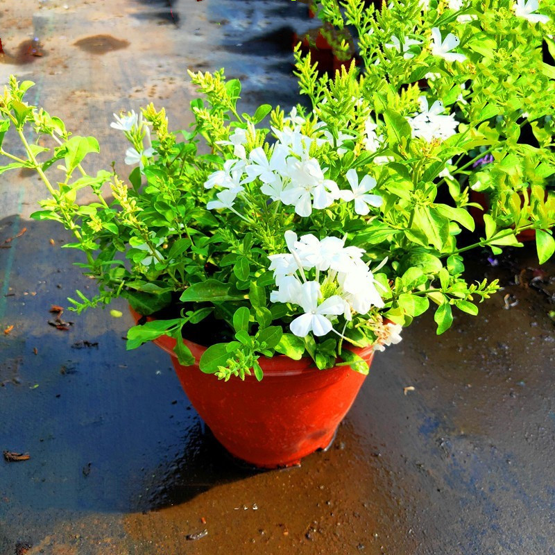 祥瑞花卉白雪蓝雪花庭院阳台盆栽花卉半爬藤植物原土带花苞发包邮
